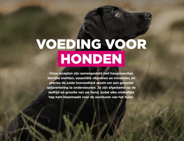 Hondenvoeding